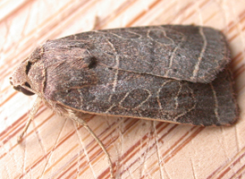 Rustic Quaker